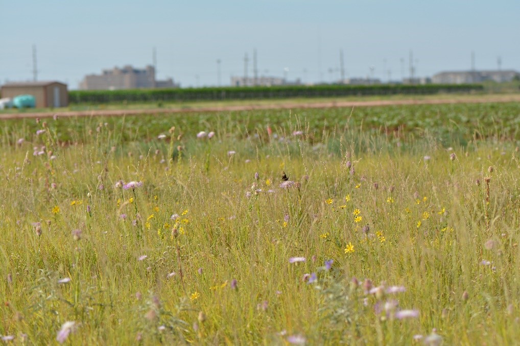 TTU entomology