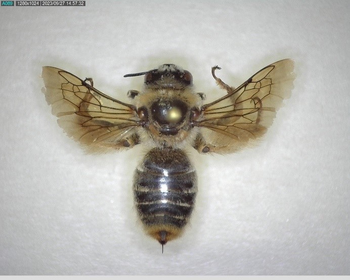 TTU entomology