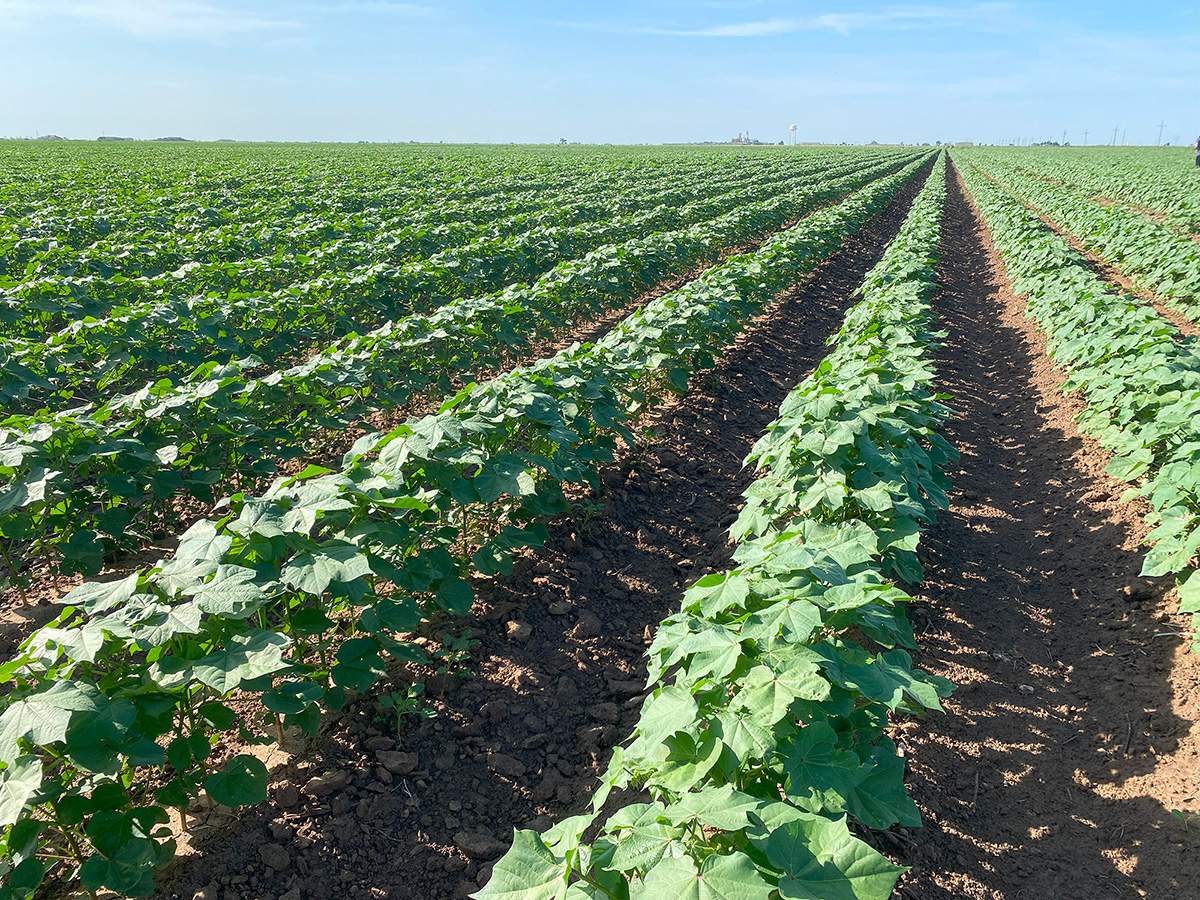 Crop Physiology Research Laboratory