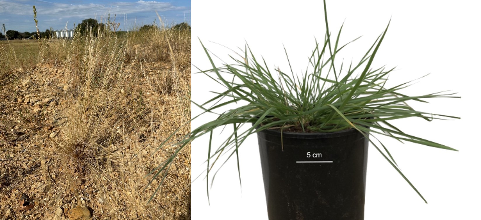 Shim Laboratory of Plant Breeding and Genetics