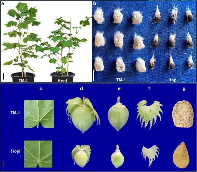 Shim Laboratory of Plant Breeding and Genetics