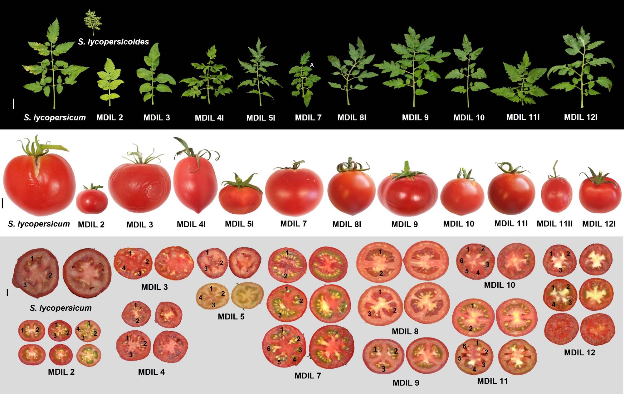 Shim Laboratory of Plant Breeding and Genetics