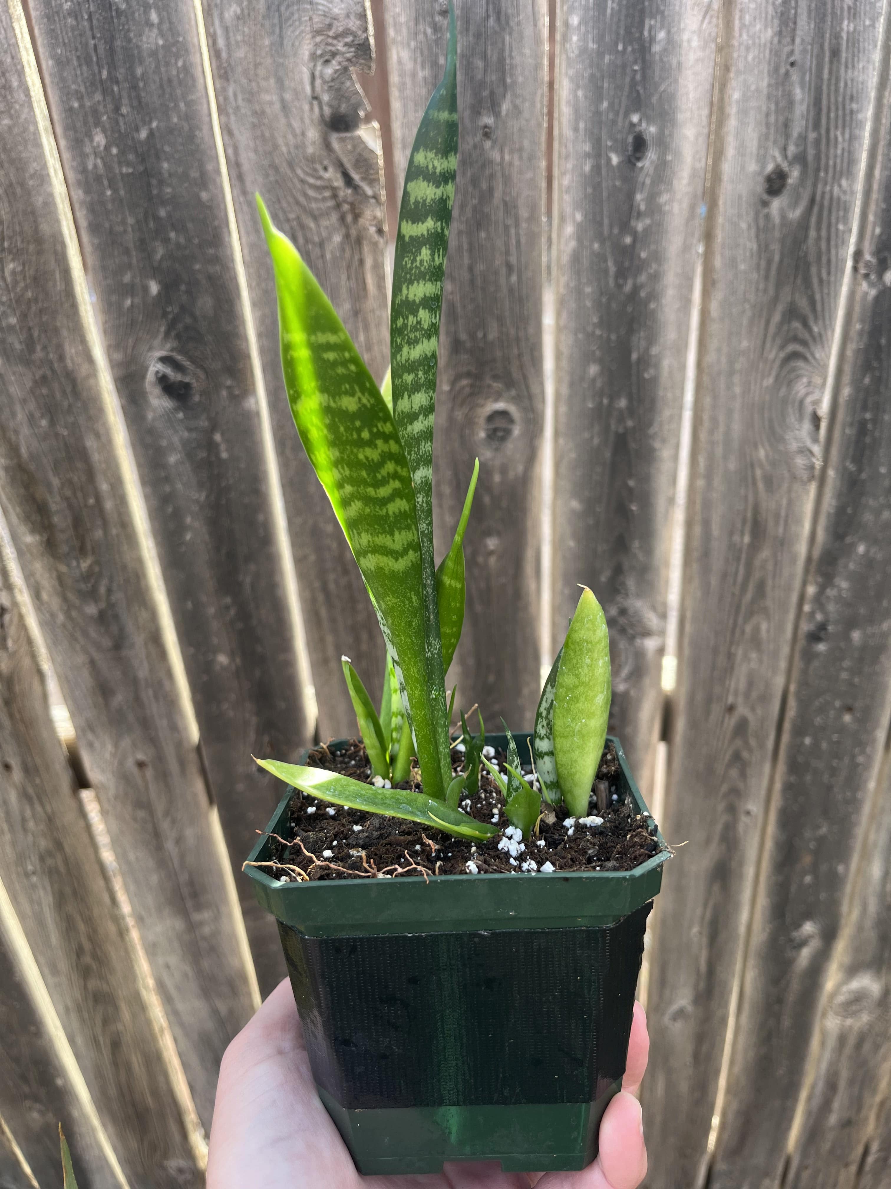 Snake Plant