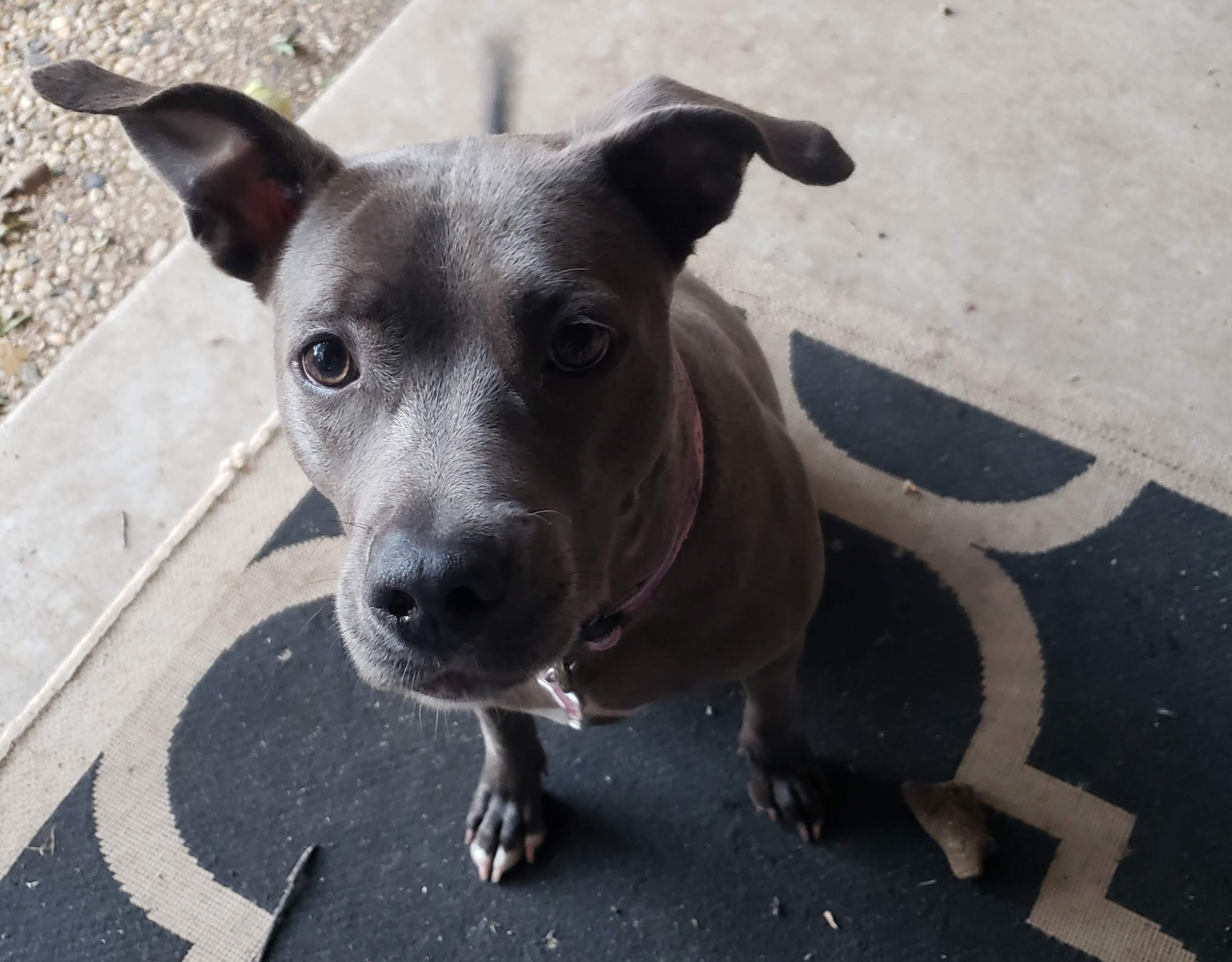 Bailey Bear