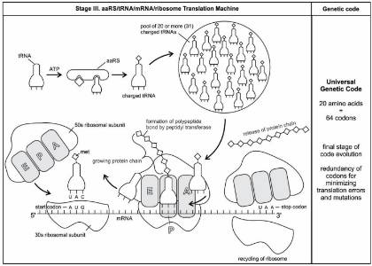Placeholder Image Life Stage III