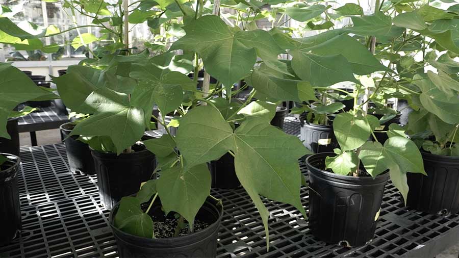 rows of cotton plants in a greenhouse