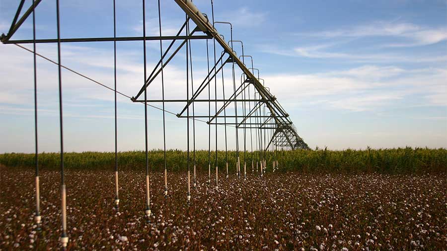 center pivot irrigation system over field of open cotton bolls with sorghum growing in background