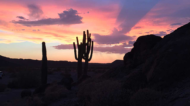 desert horizon at sunset with cacti silhouettes