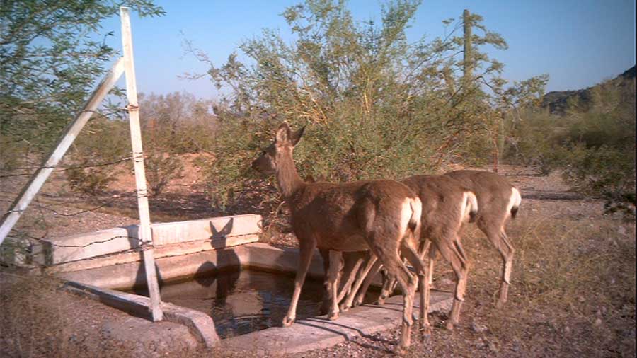 three dear drinking from a manmade catchment