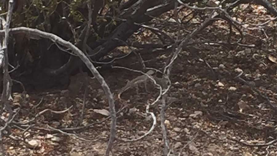 close up of lizard beneath a creosote bush