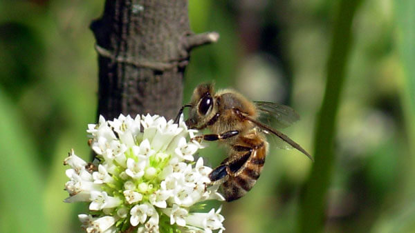 A close-up shot of a bee resting in the center of a large, pink flower.