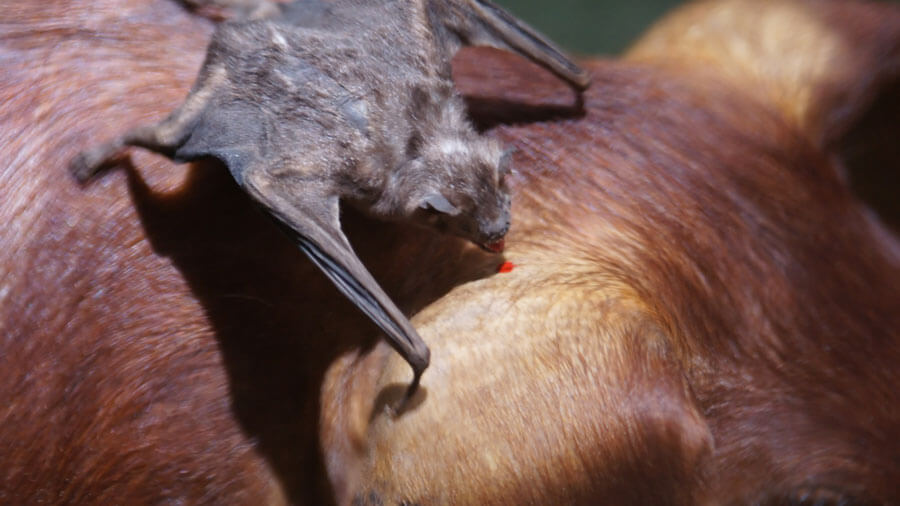 A taxidermied bat staged with a taxidermied cow as the bat appears to be sucking blood from the cow's ear.