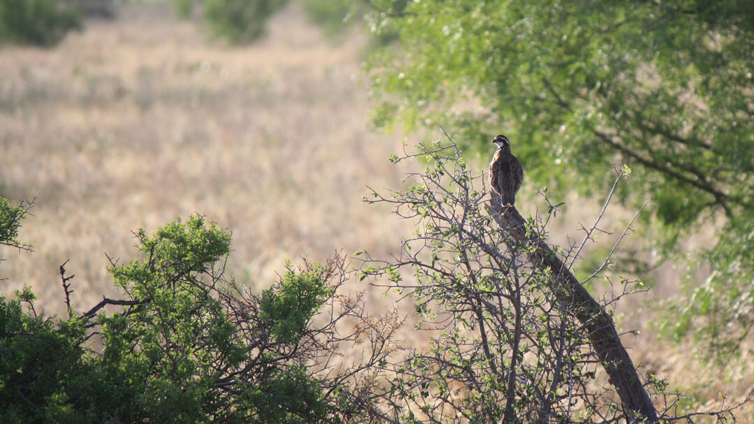 A quail perched on a branch.