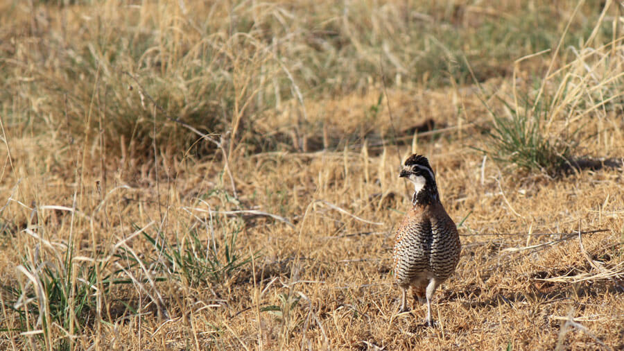 A quail perched atop a tree branch as it looks towards the sunrise.