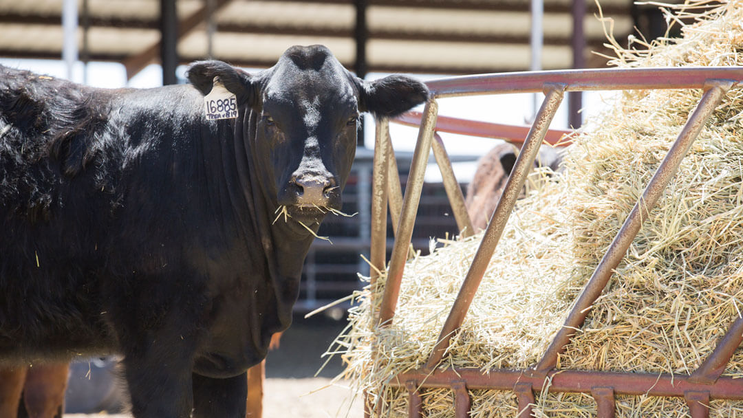 A cow feeding on a large pile of hay stacked within a metal feeder.