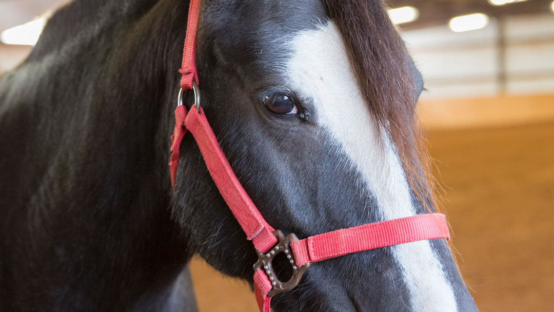 A horse wearing a bridle and lead within a large stockyard.