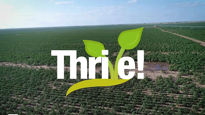 cotton crop aerial view with Thrive logo in front. 