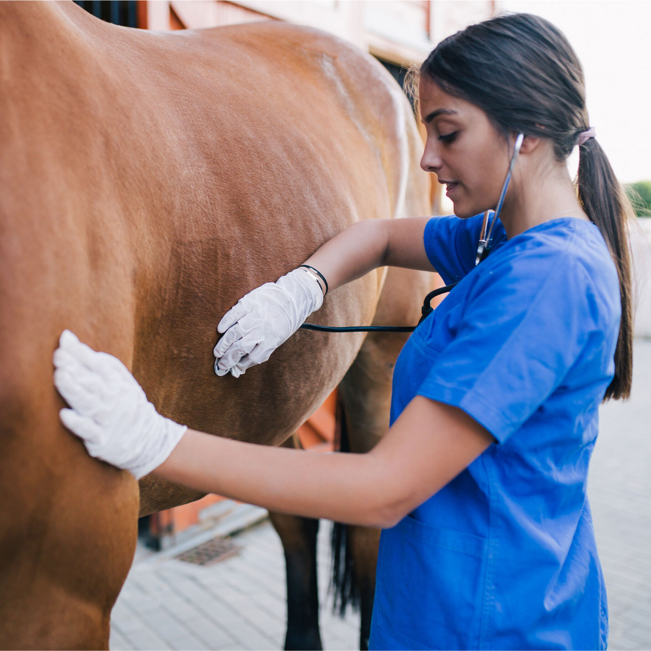 vet listening to horse