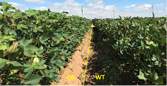 cotton on left over expressed gene, cotton alright wild type, shows significant size different in cotton plants