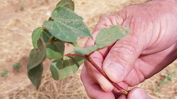 farmer holding young cotton plant