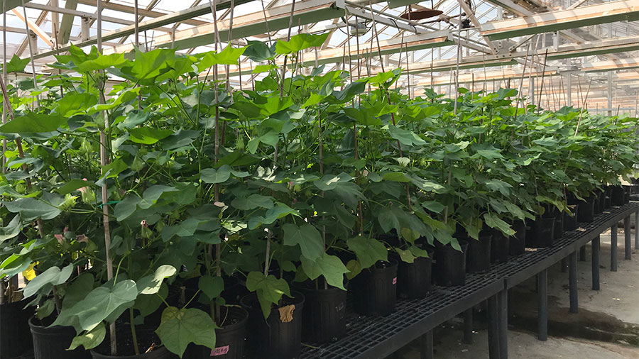 cotton plants in greenhouse