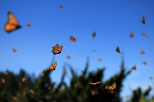 lots of butterflies against blue sky
