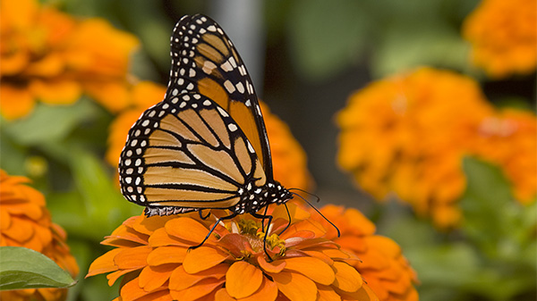 monarch on orange zinnia