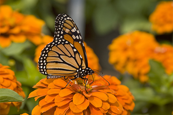 monarch on orange zinnia