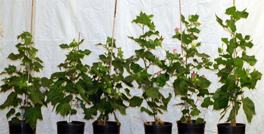 smaller, wild type cotton plants next to more healthy transgenic cotton plants