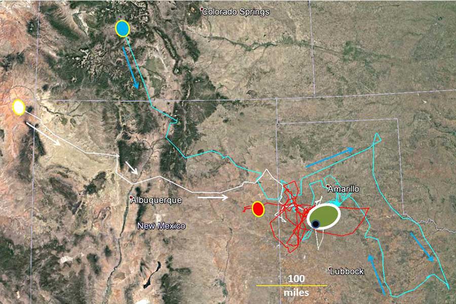 map of travel patterns from three golden eagles