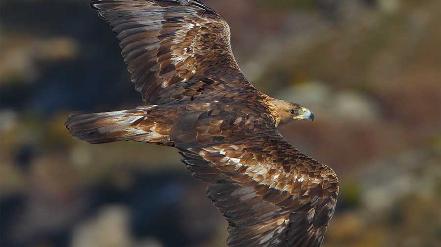 golden eagle flying