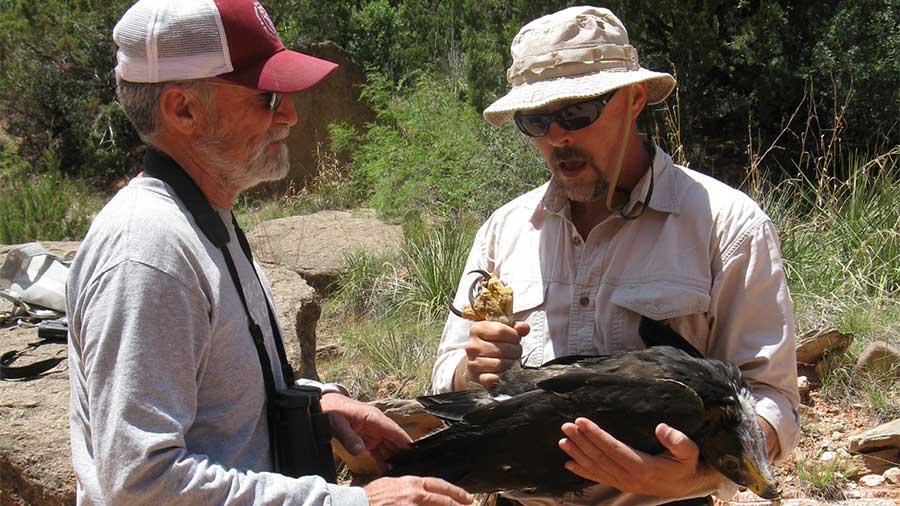 stahlecker and boal hold eagle while inspecting its talons