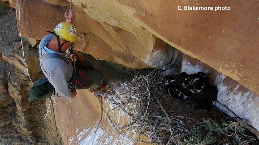 murphy raples into golden eagle nest on side of cliff