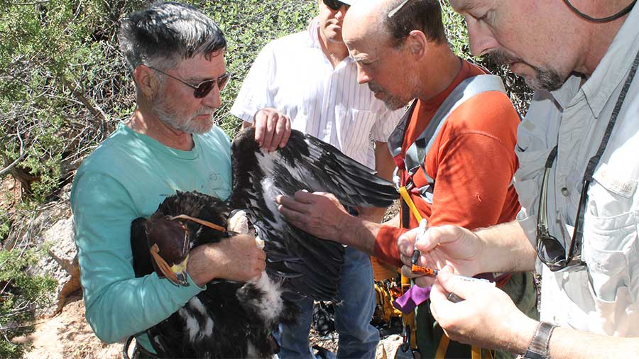 stahlecker, murphy and boal inspect wings of blindfolded golden eagle