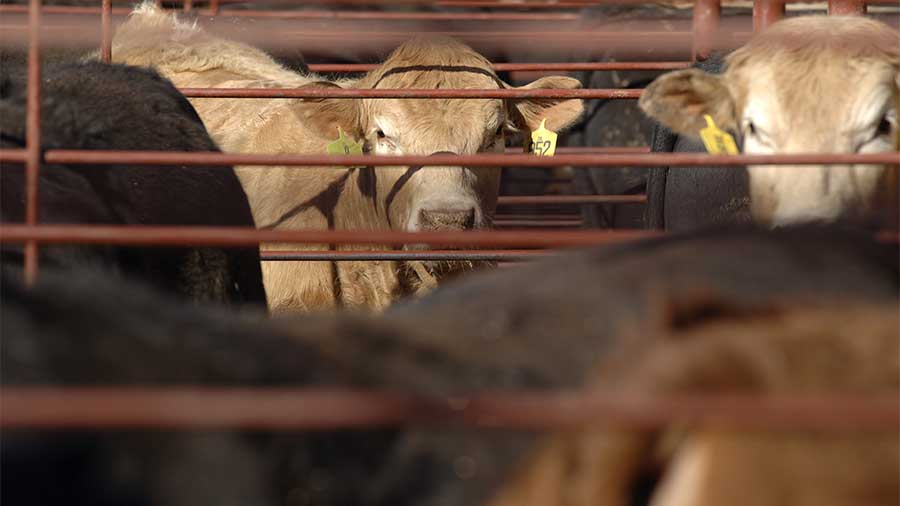 cattle in pen at feed lot