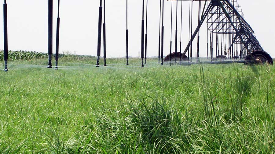 green hay watered by center pivot irrigation