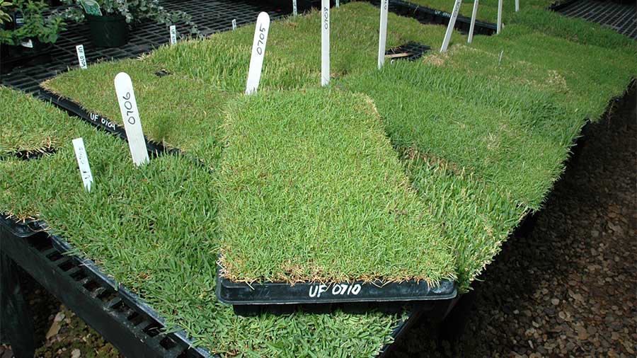 plots of turf grass in a greenhouse