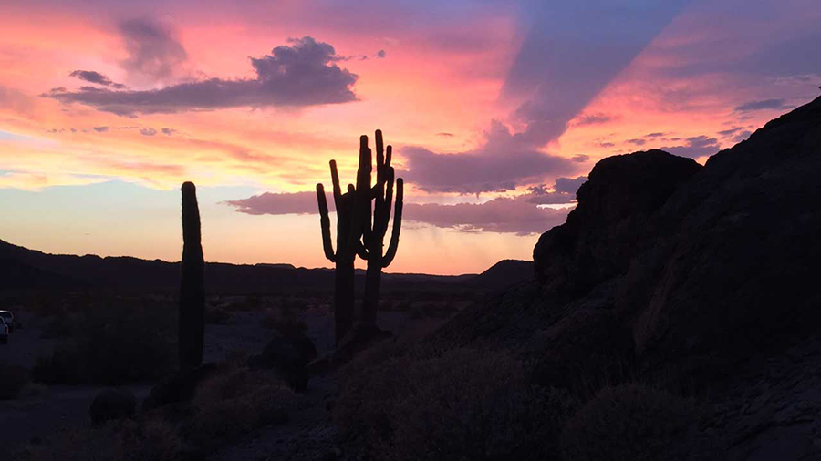 horizon at sunset. silhouettes for cacti