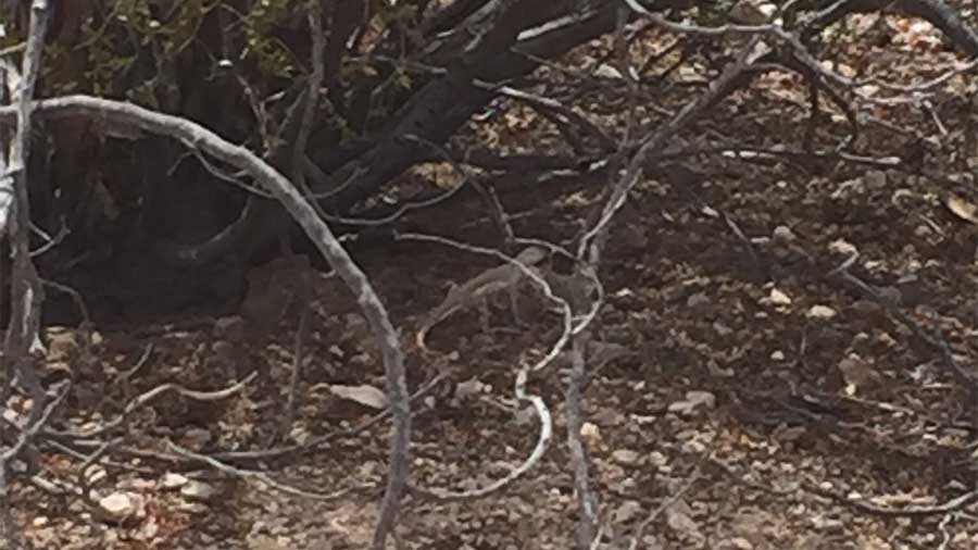 close up of lizard beneath a creosote bush