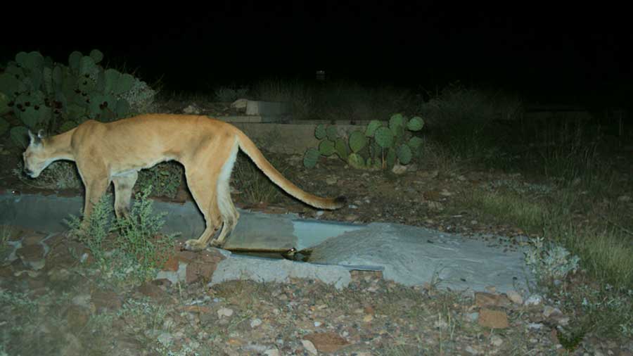 mountain lion standing beside a manmade catchment at night