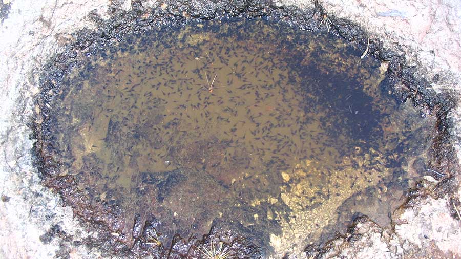 small pool of water in rock filled with tadpoles