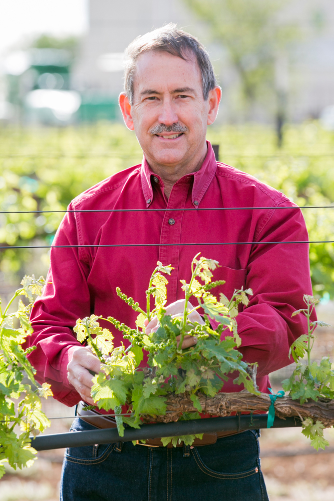 ed hellman in vineyard