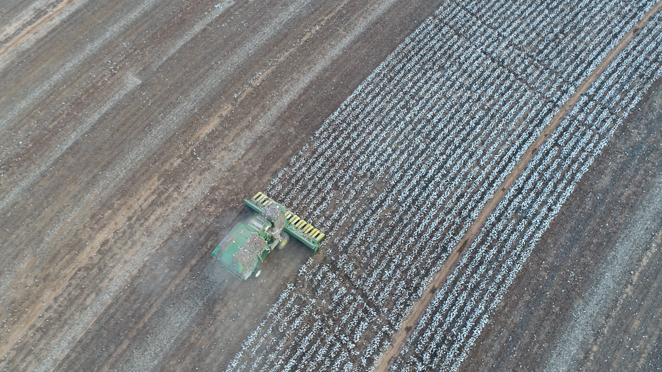 A combine harvests cotton in a field.