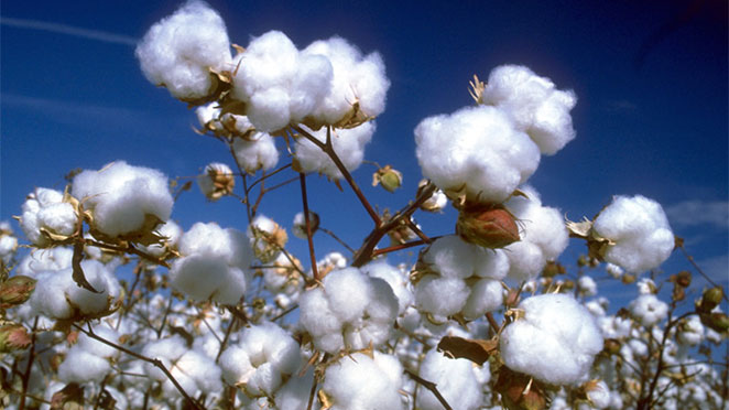Cotton Bolls on Plant before Harvest