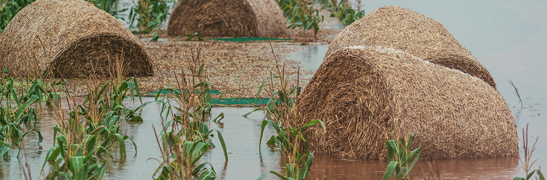flooded crop and hay