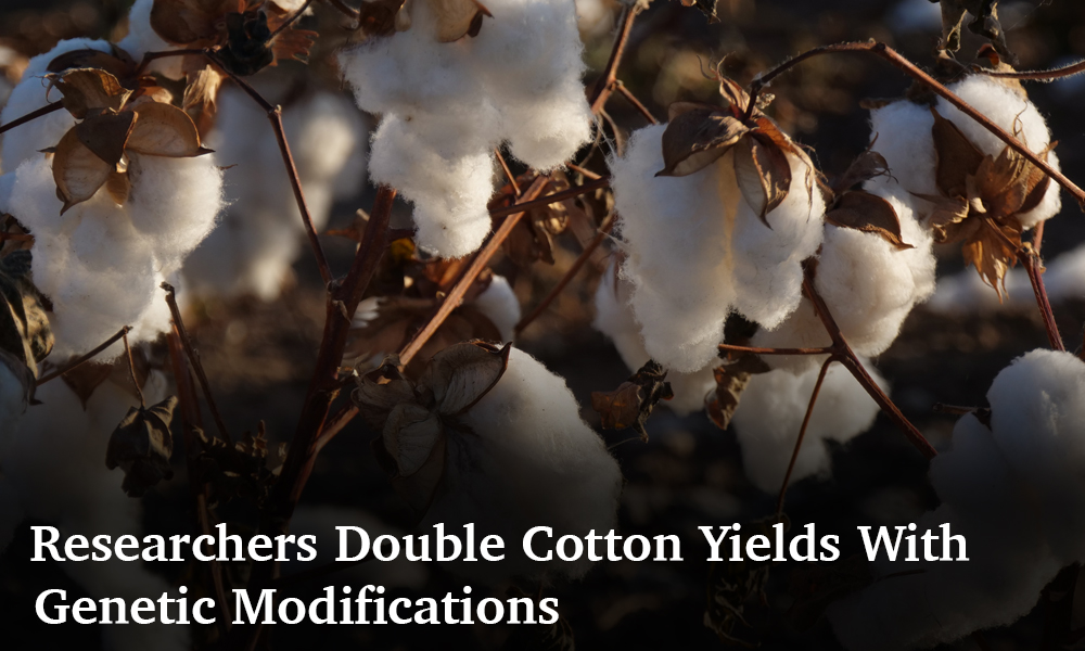 overlaid text: Researchers Double Cotton Yields With Genetic Modifications