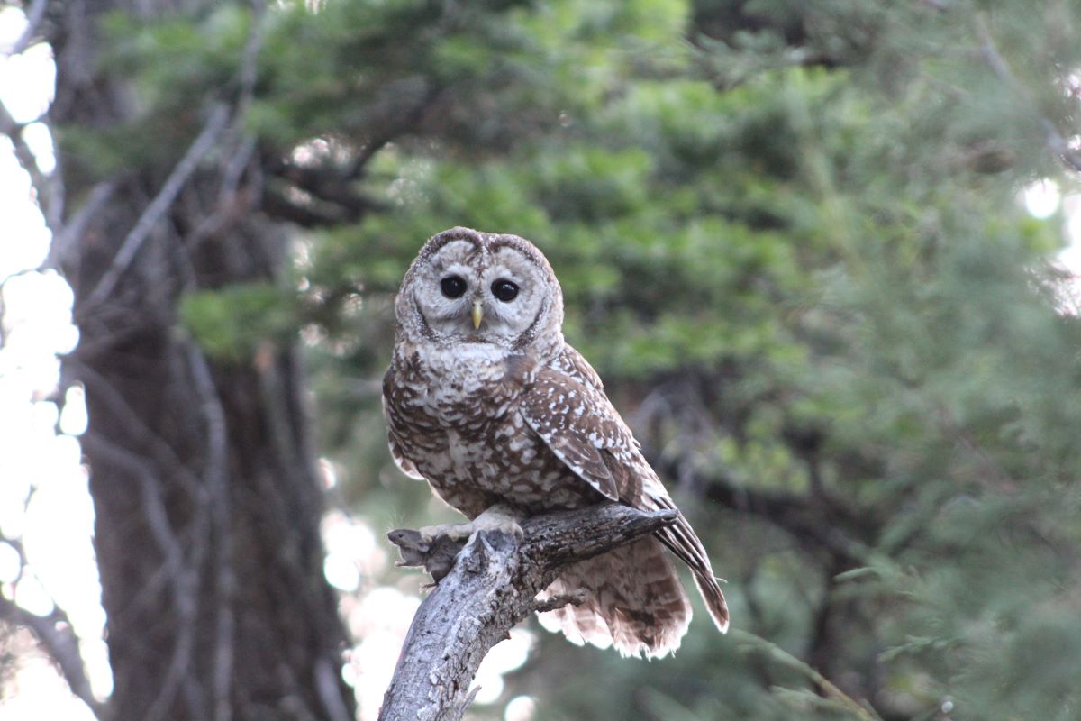 mexican spotted owl in tree