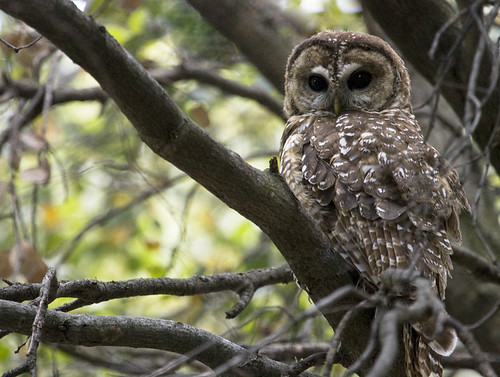 mexican spotted owl in tree
