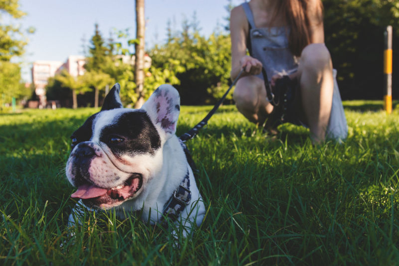 Picture of a French bull dog on a leash, lying on green grass, in front of a crouching owner.