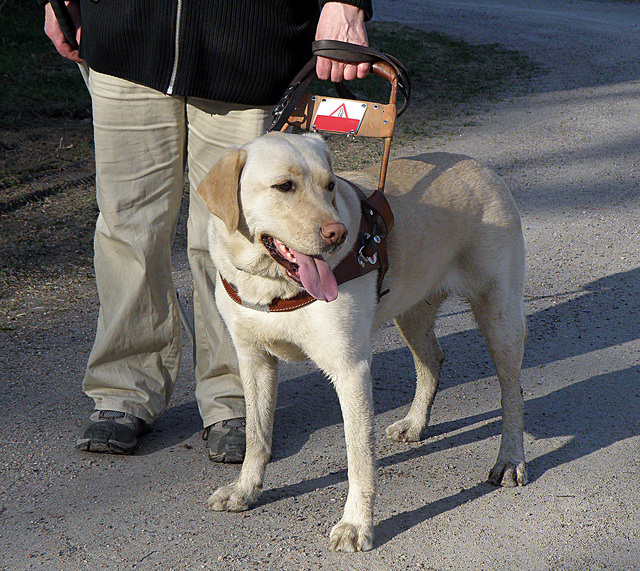 Picture of a person holding onto the harness of a yellow lab service dog.